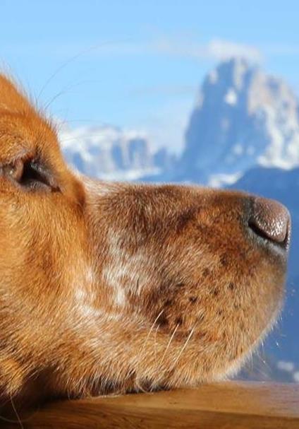 Vacanza con il cane