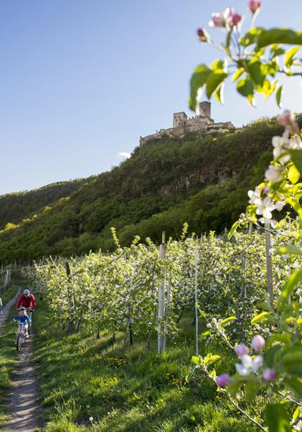 Bike Tour in the Apple Orchards near Eppan